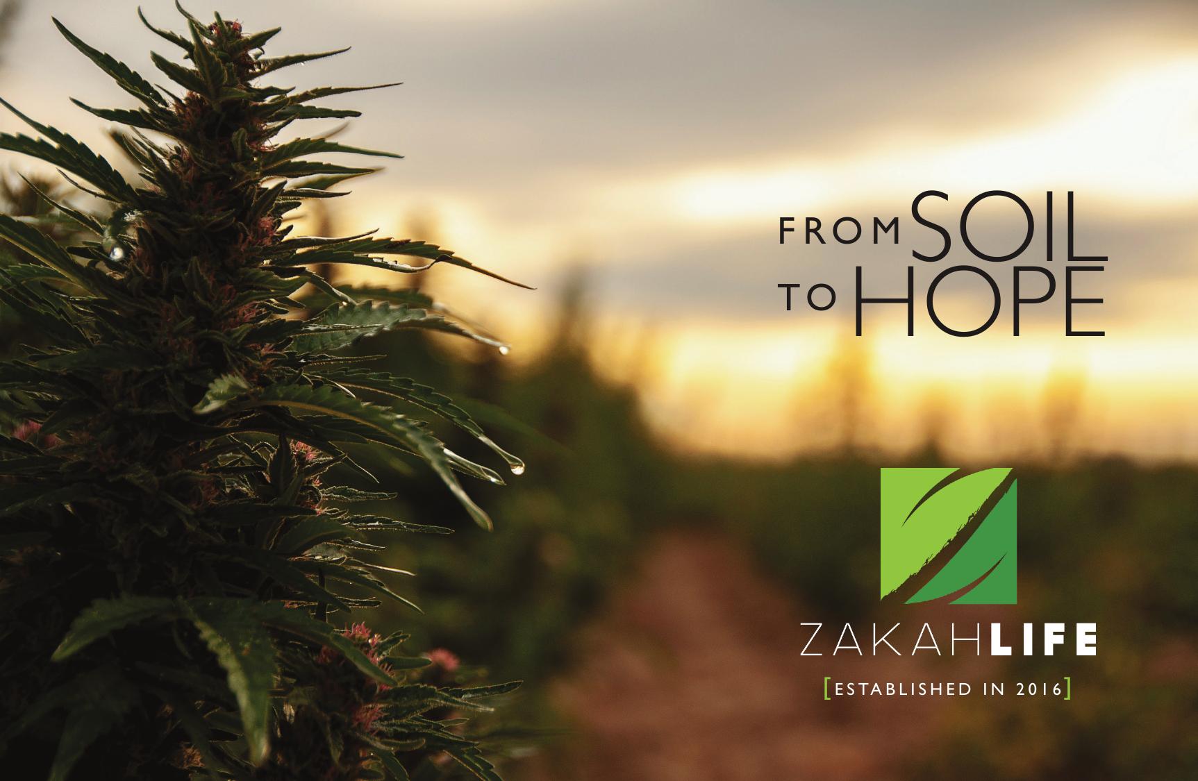 Why Full-Spectrum Cannabis Oil is Best for Absorption: Unlocking Cannabinoids and Terpenes