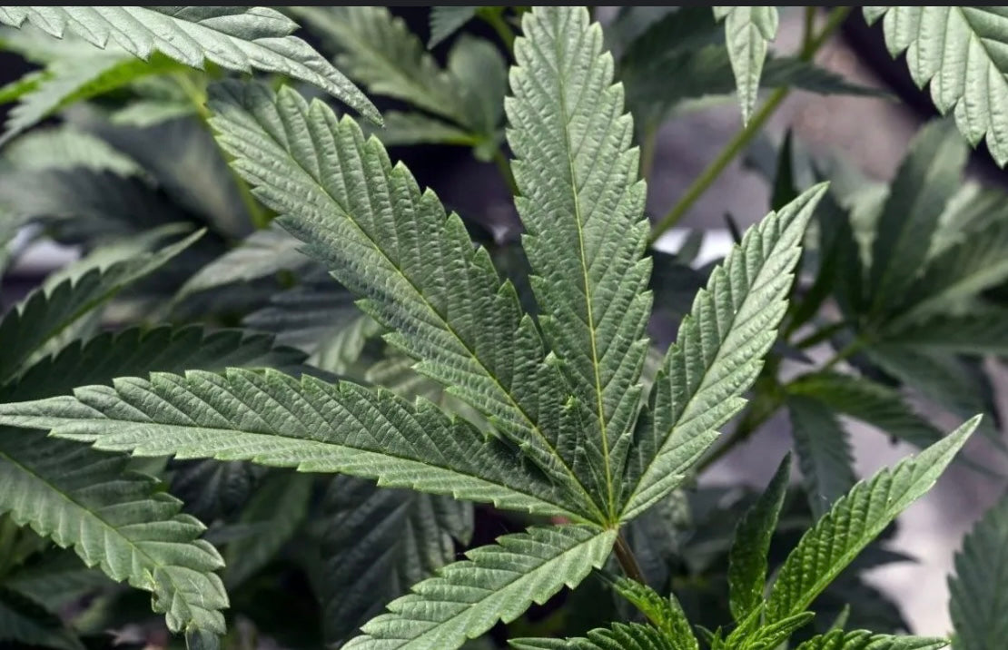 Marijuana leaf, green marijuana, organic pot, weed