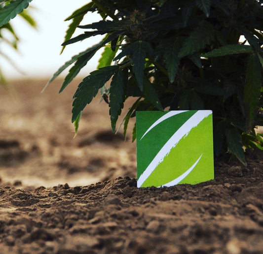 Cultivating Excellence: The Importance of Organic Hemp Growth, Zakah Life®'s Innovative Approach