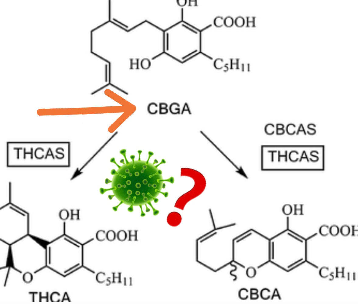 Discover the Power of CBGA from Hemp: Nature's Immune Booster