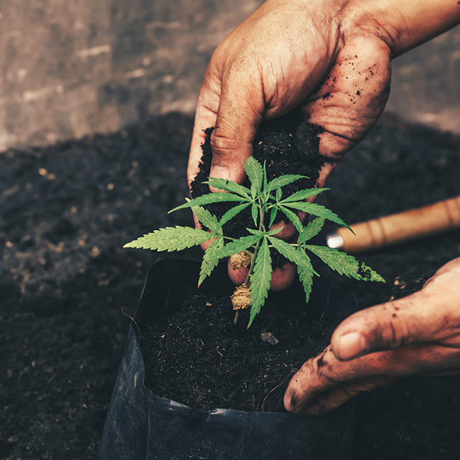 The Ultimate Hemp Guide: Answers to Your Top Questions