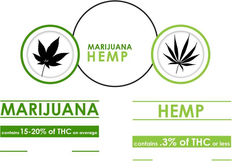 An image that shows the basic difference between hemp and marijuana