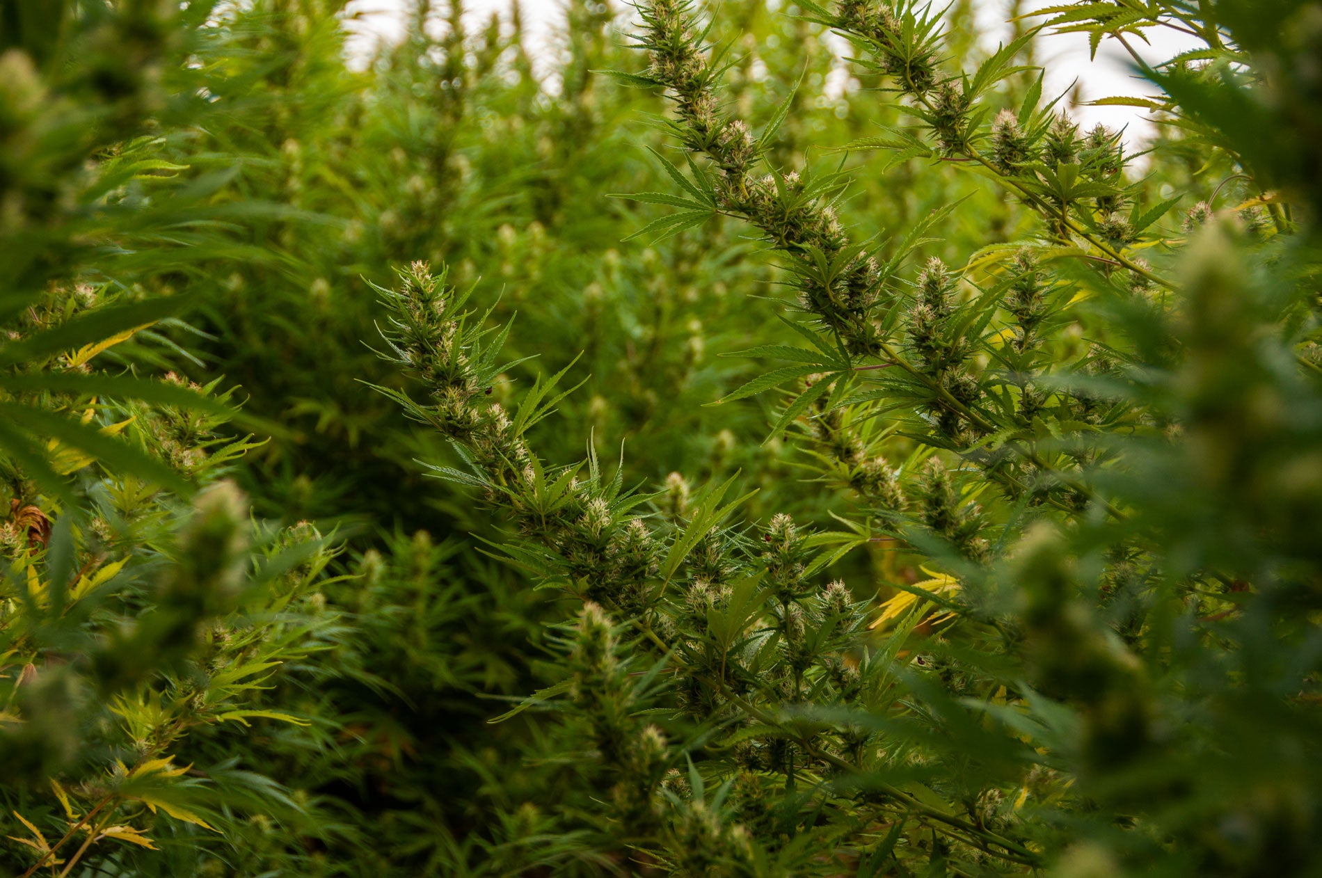 A photo of a organic hemp farm. It has beautiful pictures of colas.