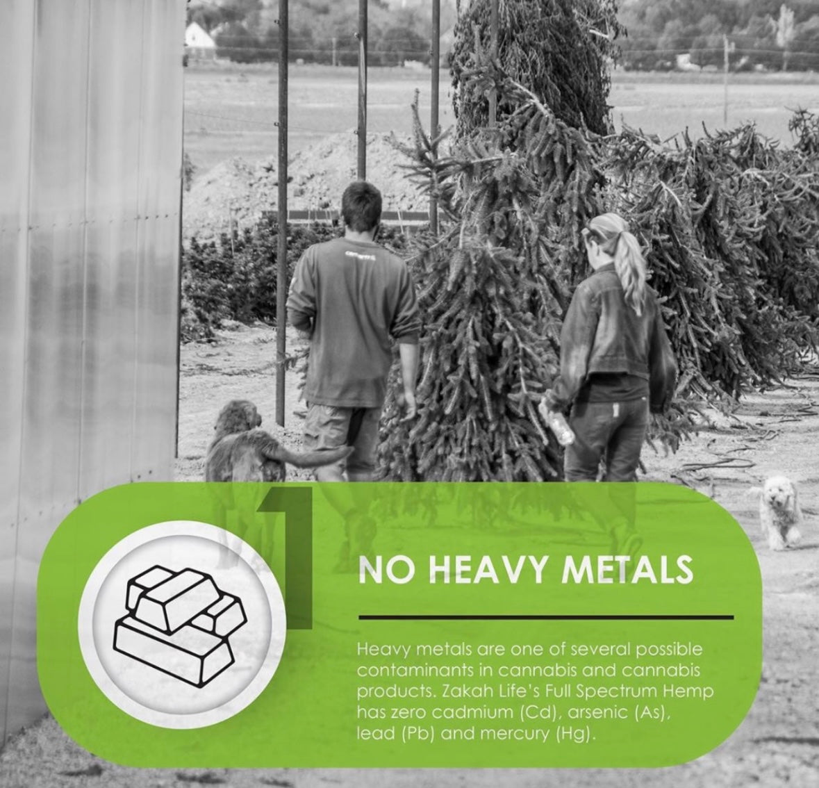 A COPYRIGHT image talking about heavy metals in CBD hemp products