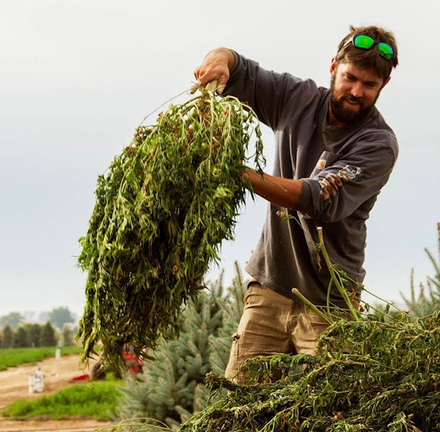 a raw image of a farmer harvesting organic hemp 
