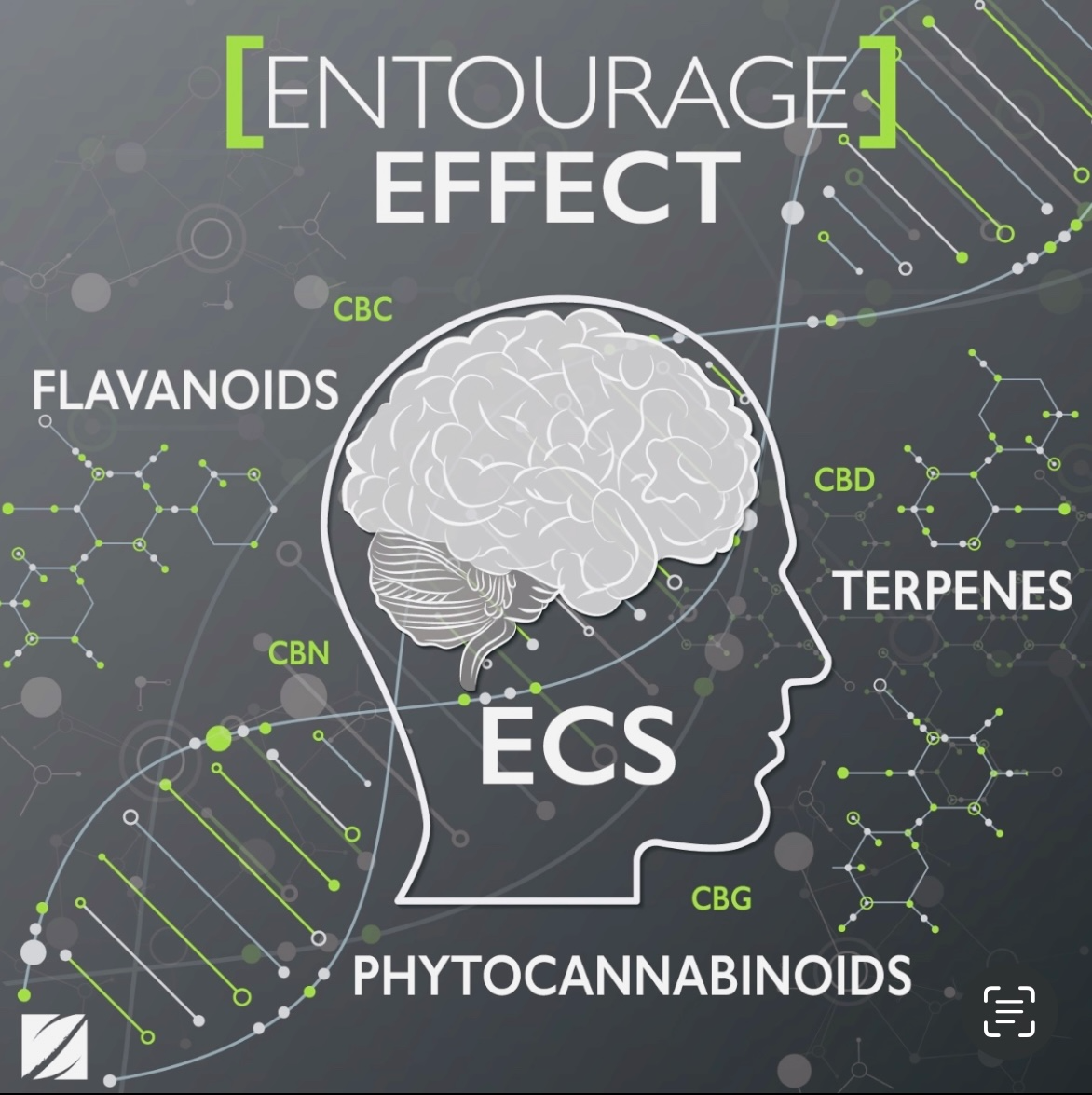 Entourage effect of CBD and full spectrum image 