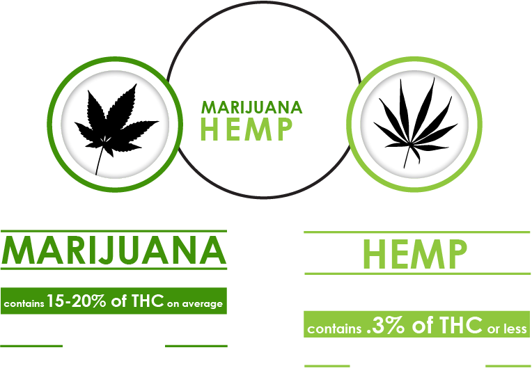 An image that shows the basic difference between hemp and marijuana 